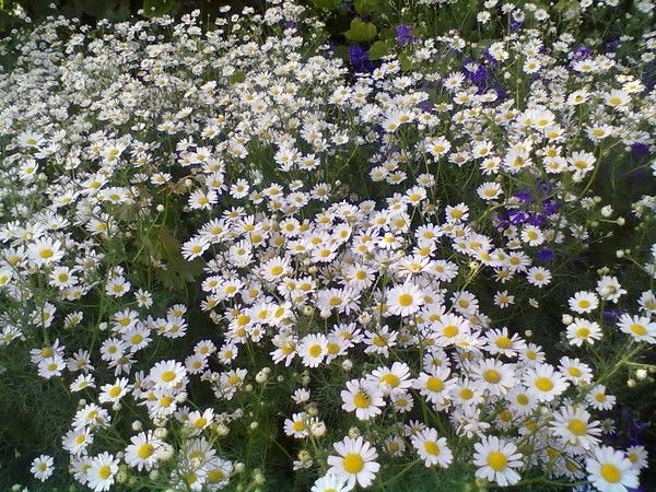 Кочеткова Елена