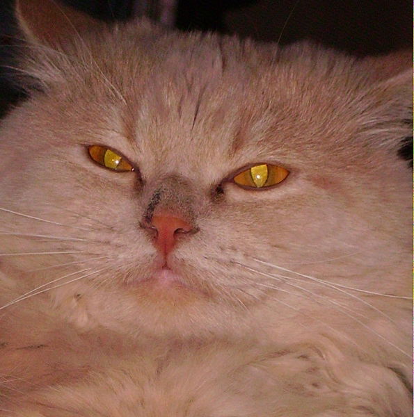 Игорь Васин