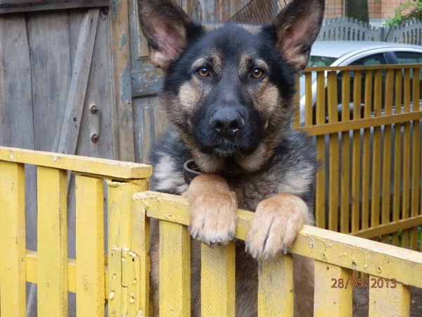 Максим Савчук