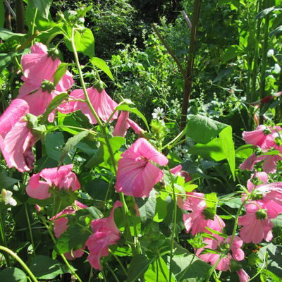 Владимир Федоров