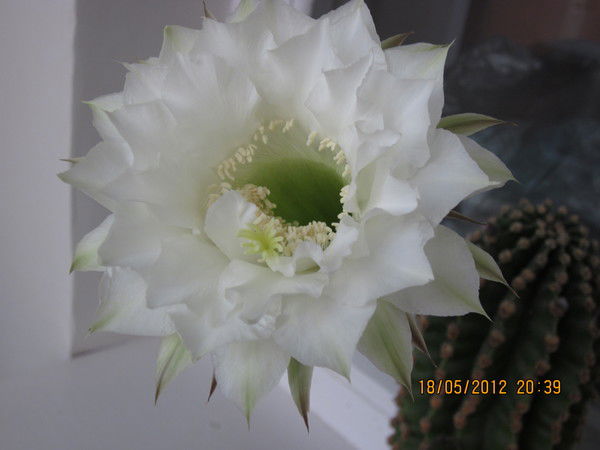 Леонид Семёнов