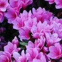 Ирина Карпова