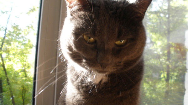 Ольга Шульга