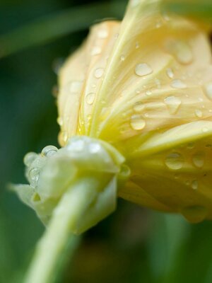 Оксана Копыткова