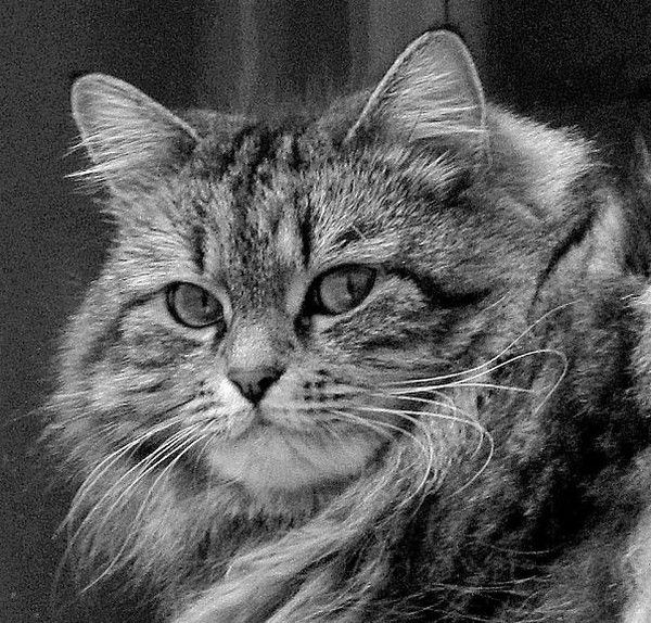 Ирина Котельникова