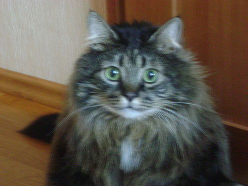 Ольга Джатиева