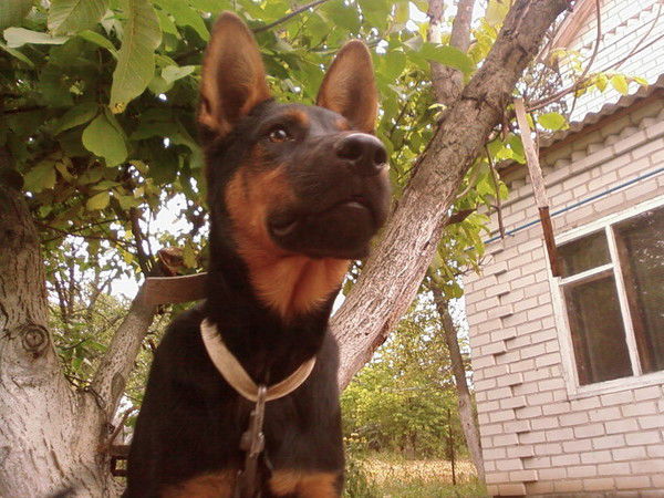 Саня Червоний