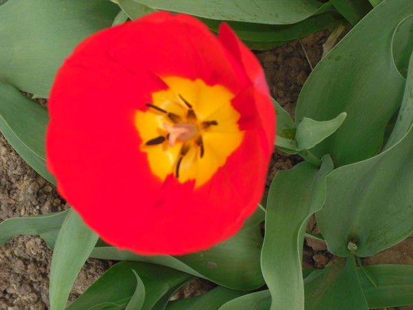 Инна Власенко