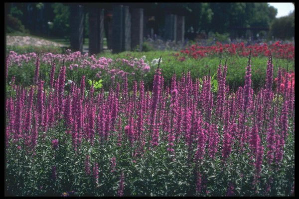 Сергей Воробьев