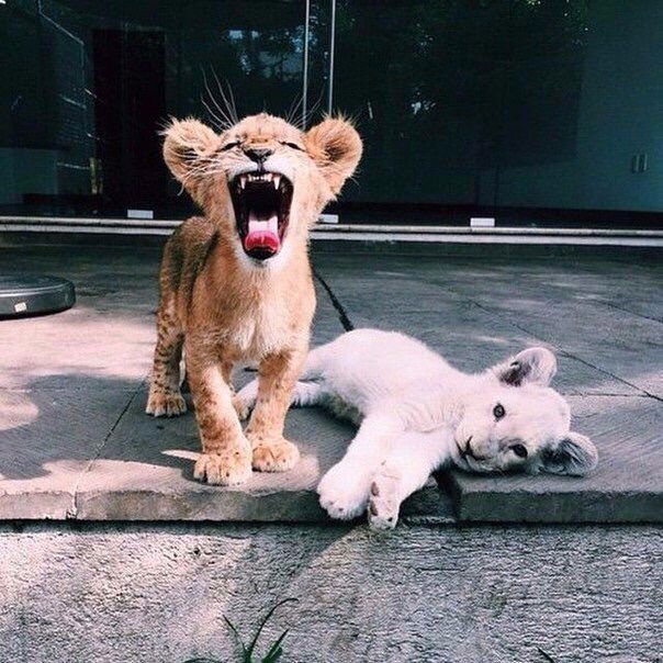 Анастасия Филиппова