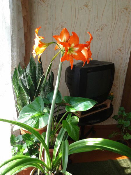 Валентина Фильченко