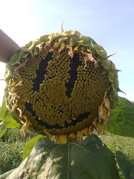 Руслан Асанов