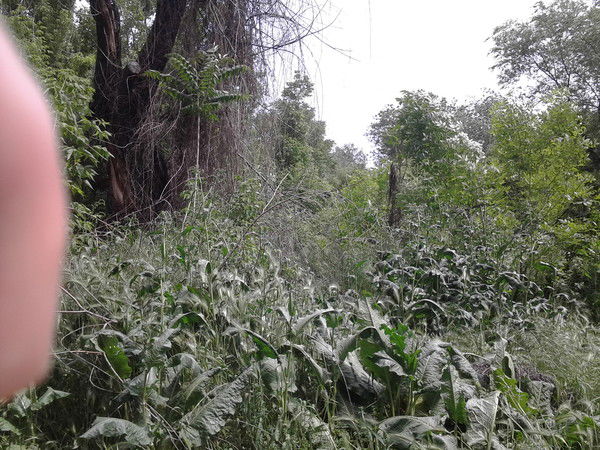 Радион Сайфульмулюков