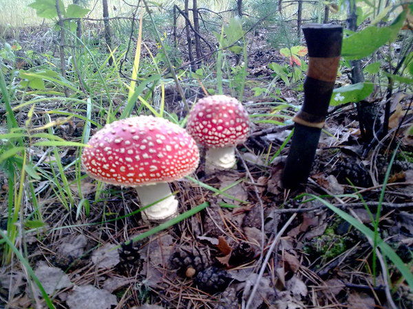 Андрей Бобылев