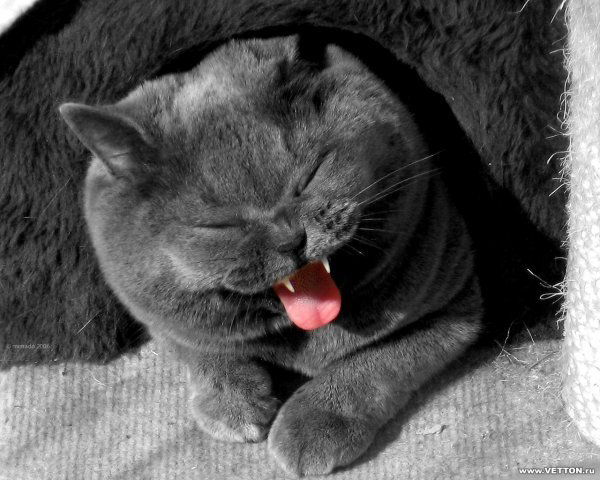 Юлиана Глазкова