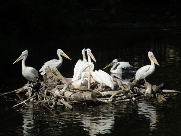 Татьяна Жилина
