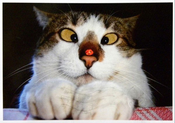 Степанида Степанова