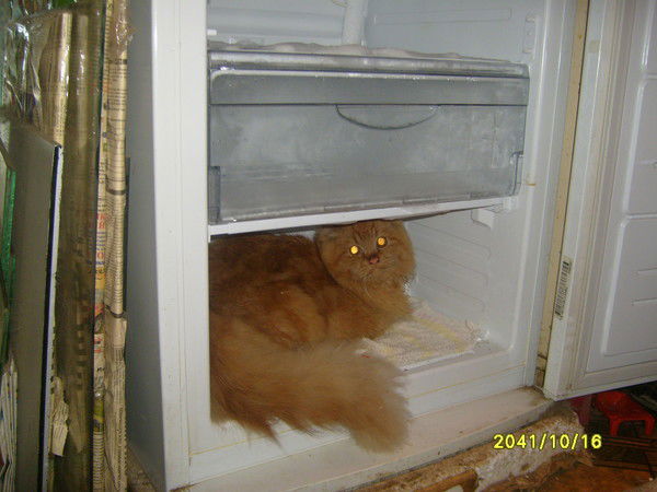 Евгения Треус/дятлова