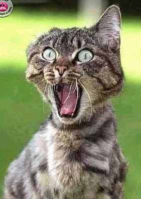 Вячеслав Петров