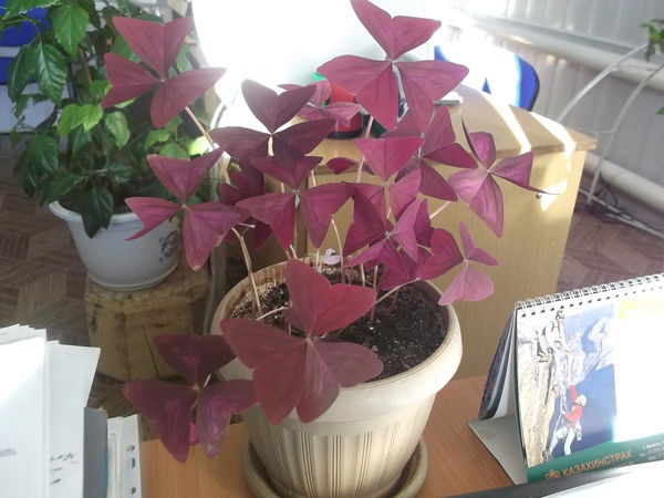 Галия Абенова