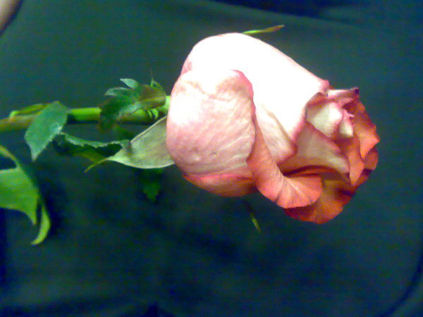 Евгения Ершова