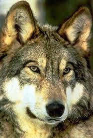 Евгений Жилкин