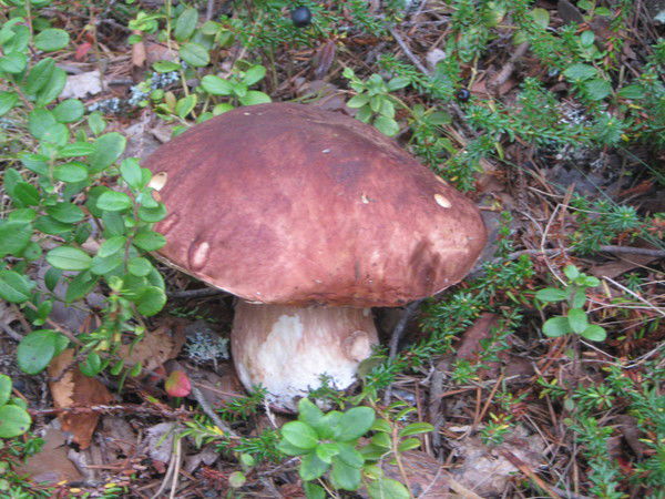 Ольга Мыткина