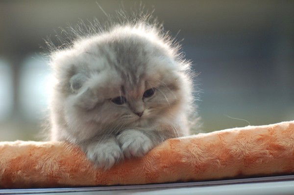 Анастасия Лещенко