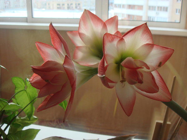 Татьяна Целебровская