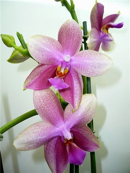 Ольга Салай