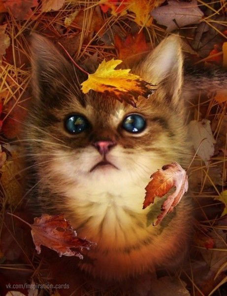 Леся Самылова