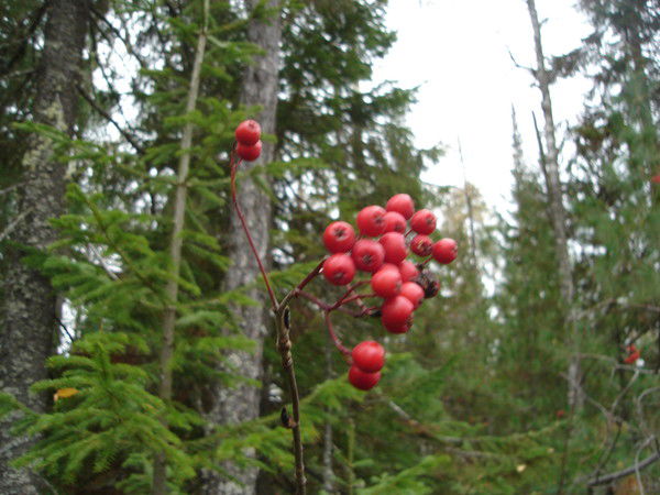 Светлана Горшкова
