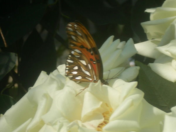 Вера Ольховская