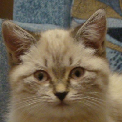 Артём Полевщиков