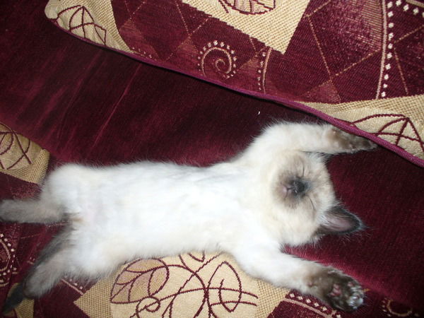 Виктория Золотых