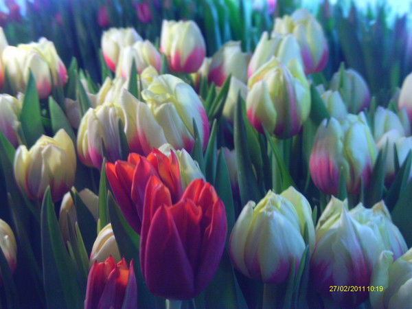 Виктор Григорьев