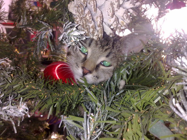 Маша Земскова