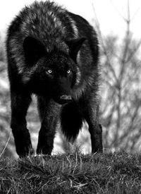 Александр Григорьев