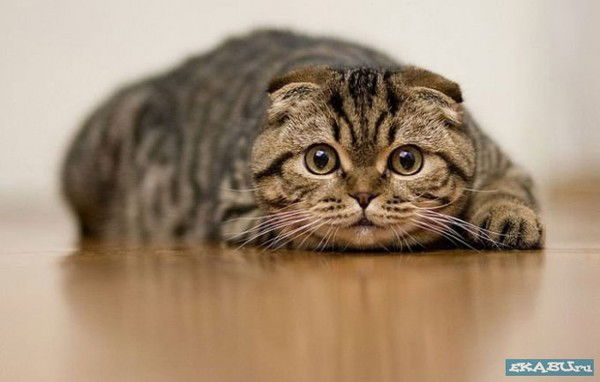 Елена Исакова