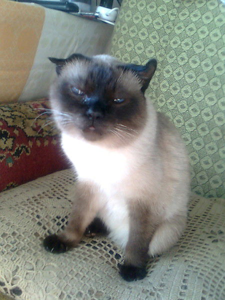 Александр Курилович