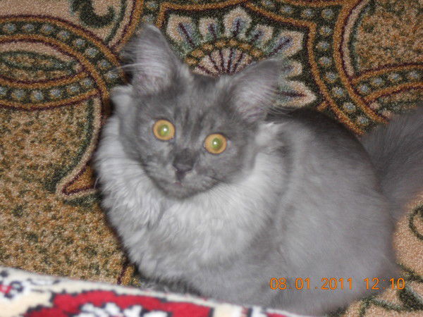 Юлия Дунаева