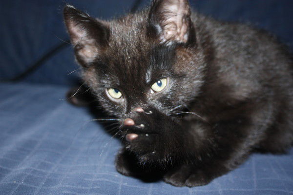 Дмитрий Песоцкий