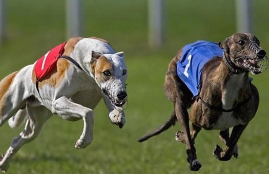 Букмекерская Контора Inbet