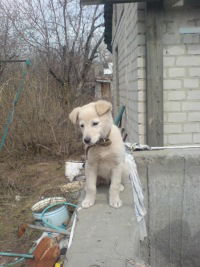 Алексей Бродский