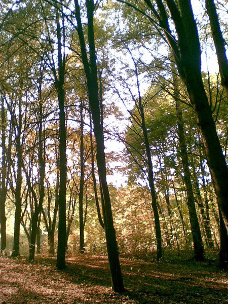 Екатерина Дьячкова