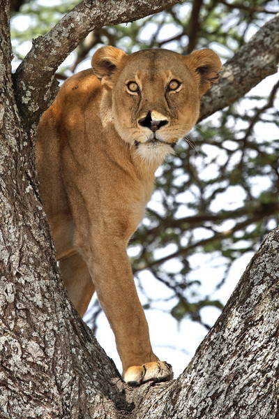Фаргана Алиева(Абилова)