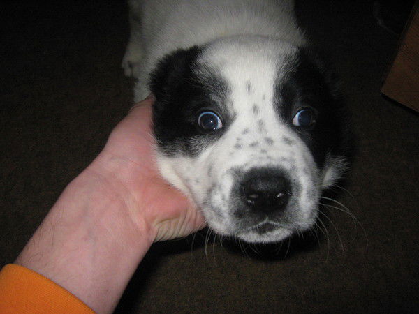 Александр Мамонтов