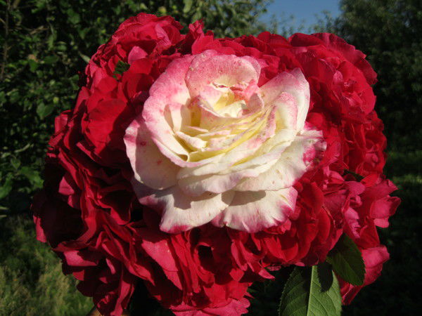 Гульжана Гульжан