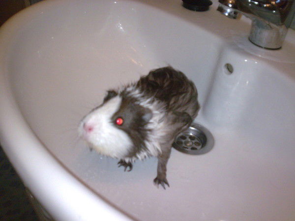 Владислав Шехтман