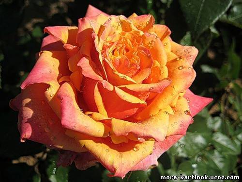 Ольга Володина